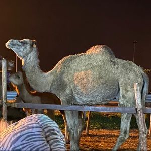 Meet your Posher, Nagi